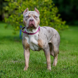 Big O Lainey was produced by BOB Kennel of SW Florida and is a lilac tri merle XL Bully female Pitbull style