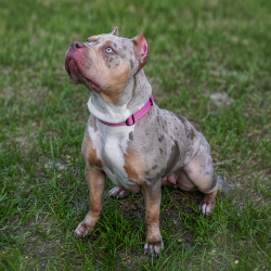 Big O Lainey was produced by Big O Bullies Kennel of SW Florida and is a lilac tri merle XL Bully female