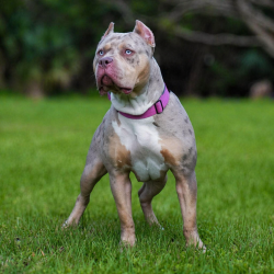 Frontshot of a lilac tri merle XL Bully Pitbull style female named Big O Bullies Lainey out of Florida Bully Kennels