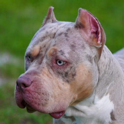 Headshot of a lilac tri merle XL Bully female named Big O Bullies Lainey out of Florida